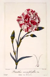 Dianthus caryophyllus